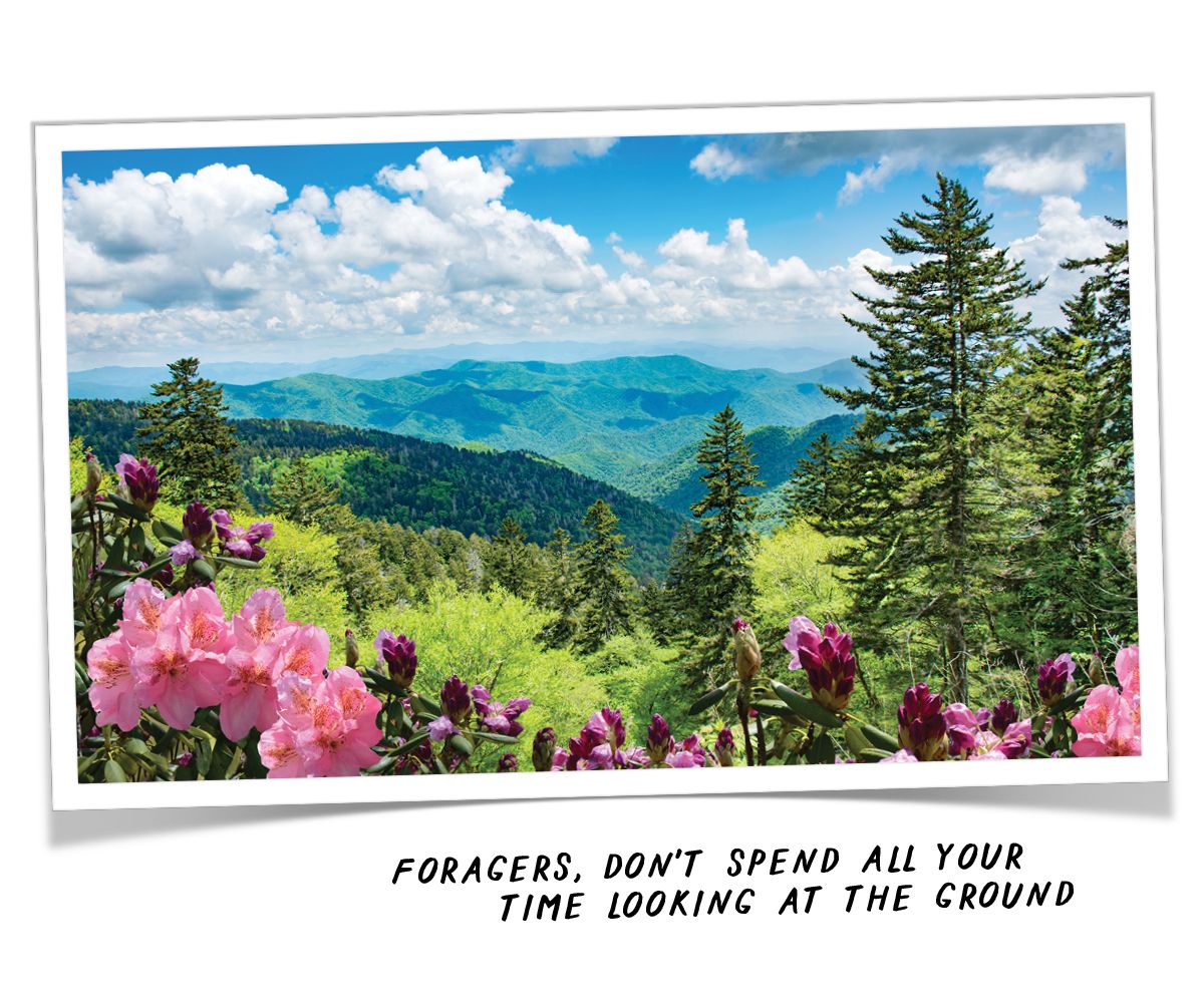 A photo of the Blue Ridge Mountains with text that reads